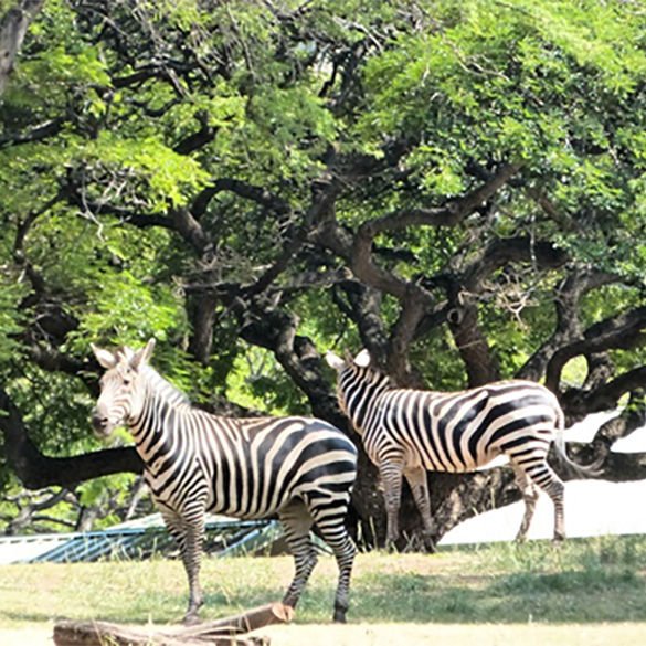 Honolulu　Zoo
